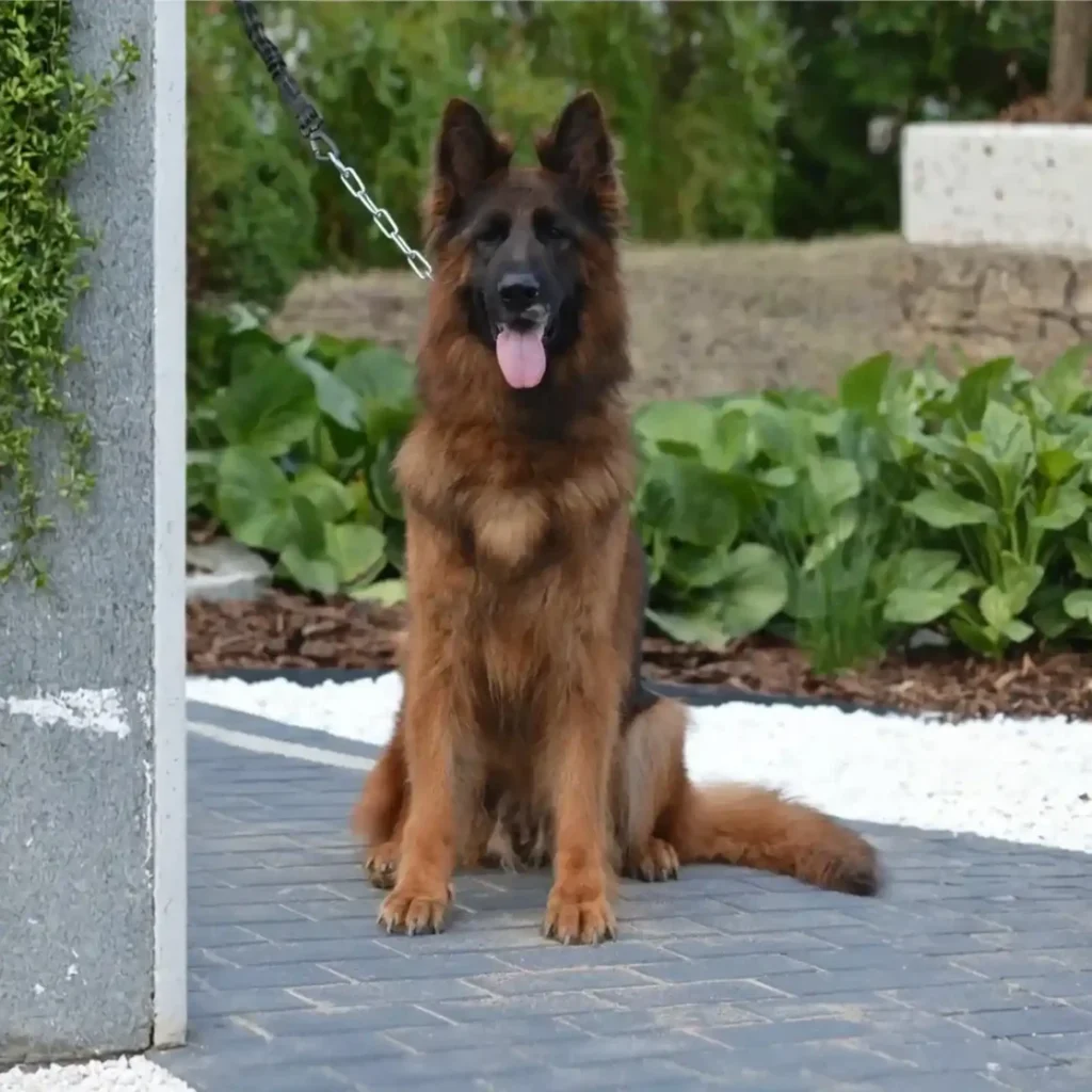 Blue Wolf Liebe German Shepherd dam profile photo 01 for Royal Tribes K9 pedigree content