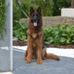Blue Wolf Liebe German Shepherd dam profile photo 01 for Royal Tribes K9 pedigree content
