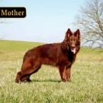 Bryza German Shepherd dam profile photo 01 for Royal Tribes K9 pedigree content