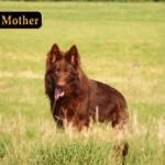 Bryza German Shepherd dam standing portrait 04 for Royal Tribes K9 pedigree content