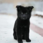 Inzo RTK9 Team ( Male) Full Black Long Coat German Shepherd Puppy gallery image 02 by Royal Tribes K9
