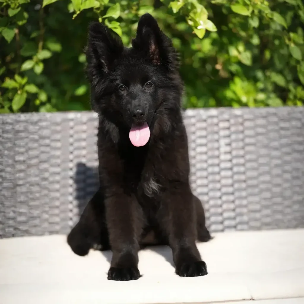 Goodie RTK9 Team ( Female ) Full Black Long Coat German Shepherd Puppy profile photo 01 by Royal Tribes K9