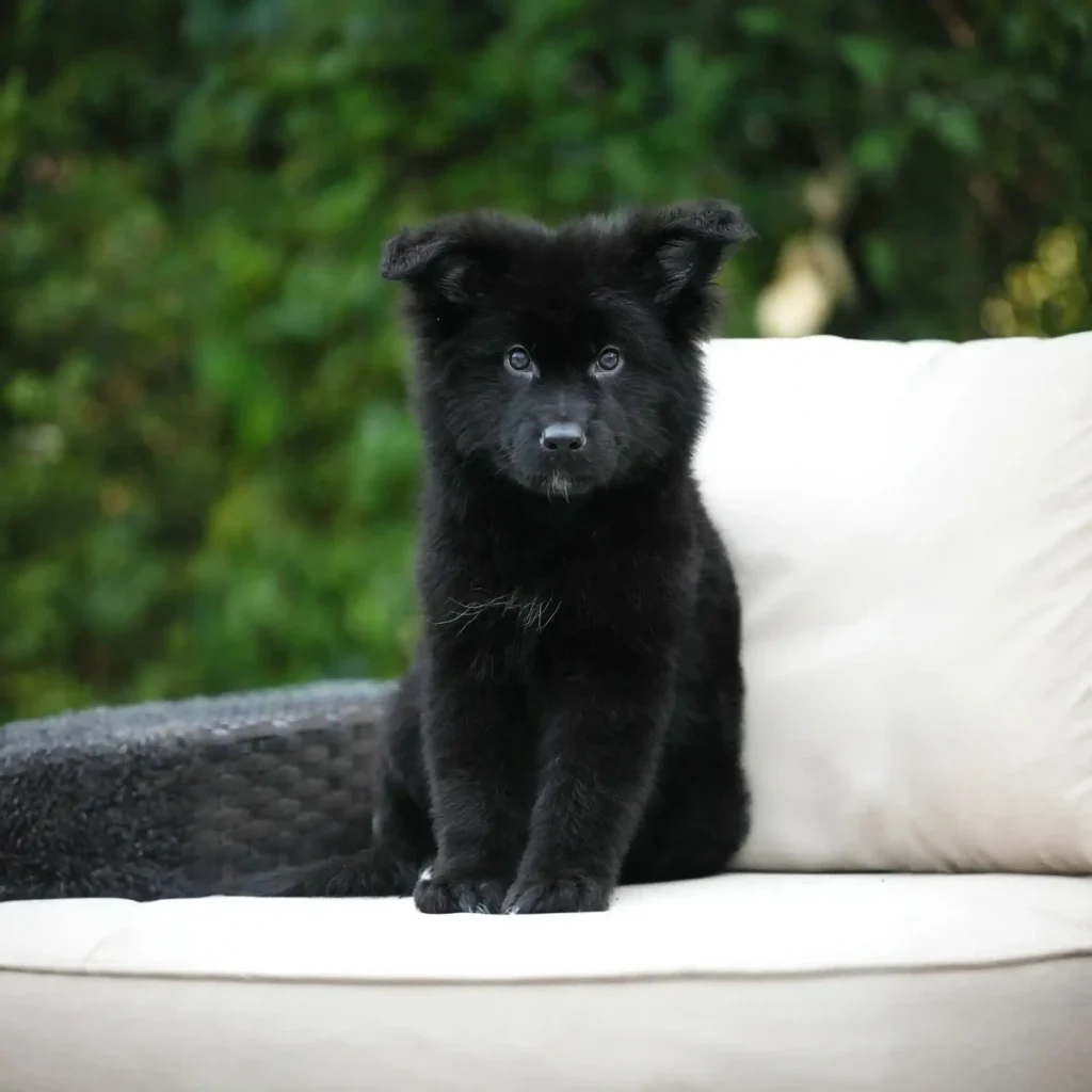 Inzo RTK9 Team ( Male) Full Black Long Coat German Shepherd Puppy profile photo 01 by Royal Tribes K9