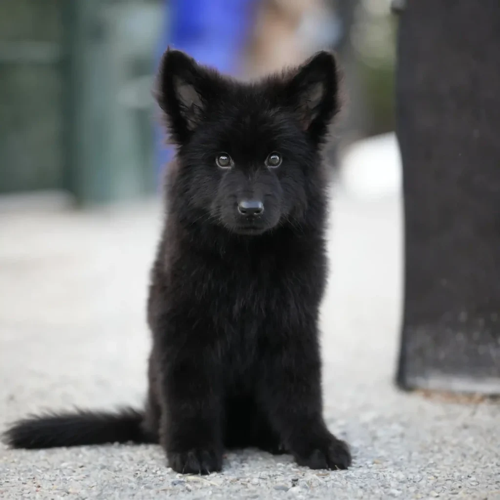 Ignazio RTK9 Team ( Male) Full Black Long Coat German Shepherd Puppy profile photo 01 by Royal Tribes K9