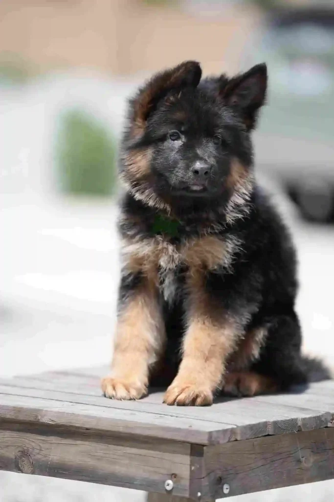 German Shepherd puppies for sale in San Gabriel - 110 11Zon 77 11Zon 59 11Zon German Shepherd puppy image by Royal Tribes K9