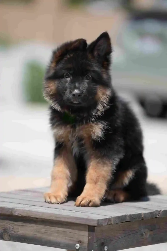 111 11Zon 78 11Zon 75 11Zon German Shepherd puppy image by Royal Tribes K9 1682 in Manhattan Beach, California