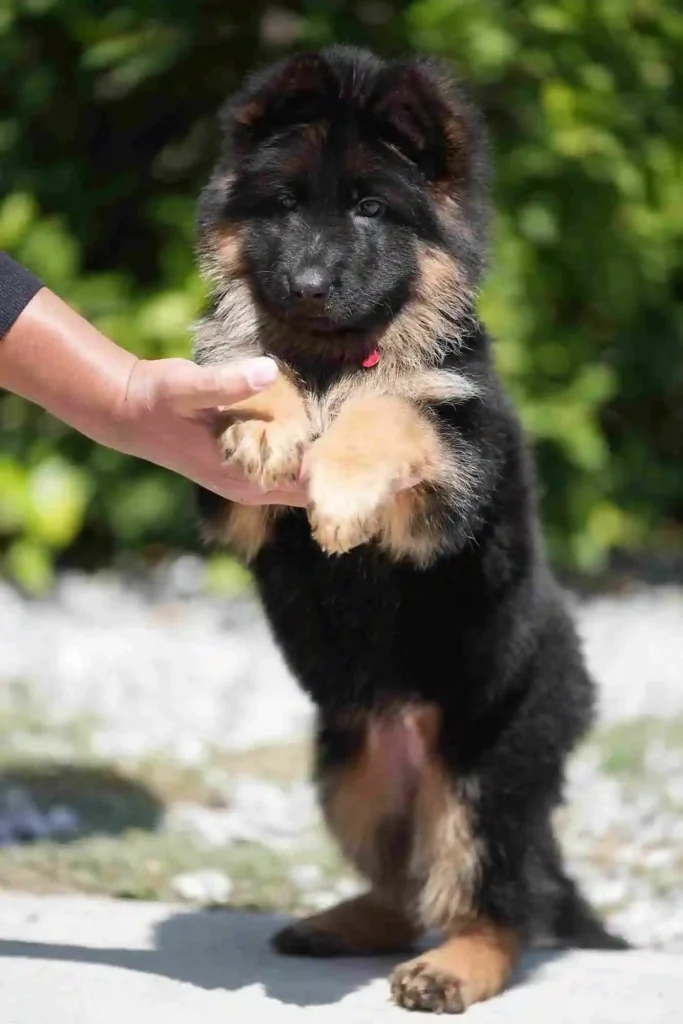 German Shepherd portrait used for puppy pickup and delivery guidance to Torrance, California.