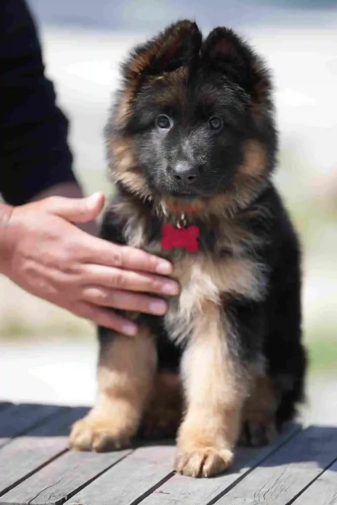 115 11Zon 82 11Zon 63 11Zon German Shepherd puppy image by Royal Tribes K9 1658 in Carlsbad, California