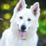 Mountain Wolves Argentina JAMIE LANNISTER German Shepherd sire close-up image 08 for Royal Tribes K9 pedigree content