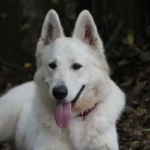 Mountain Wolves Argentina JAMIE LANNISTER German Shepherd sire profile photo 09 for Royal Tribes K9 pedigree content