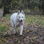 Mountain Wolves Argentina JAMIE LANNISTER German Shepherd sire gallery image 10 for Royal Tribes K9 pedigree content