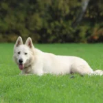 Mountain Wolves Argentina JAMIE LANNISTER German Shepherd sire coat detail photo 11 for Royal Tribes K9 pedigree content