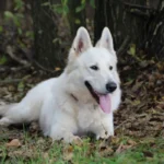 Mountain Wolves Argentina JAMIE LANNISTER German Shepherd sire standing portrait 12 for Royal Tribes K9 pedigree content