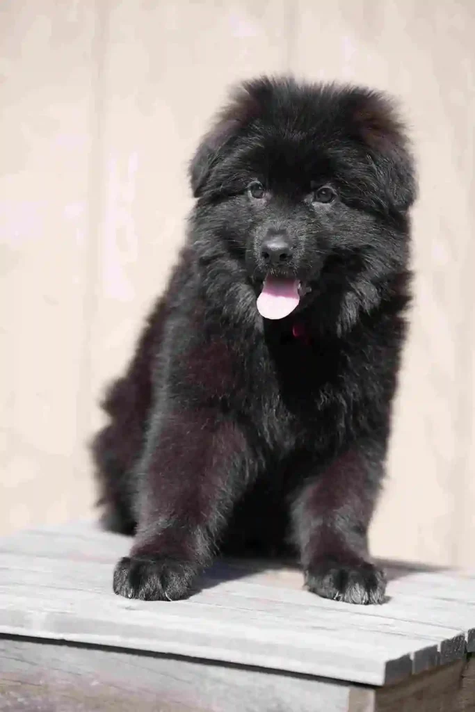 122 11Zon 89 11Zon 92 11Zon German Shepherd puppy image by Royal Tribes K9 1713 in Scottsdale, Arizona