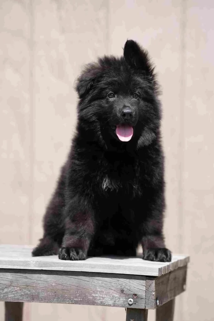 German Shepherd puppies for sale in Milwaukee - 125 11Zon 92 11Zon German Shepherd puppy image by Royal Tribes K9 1005