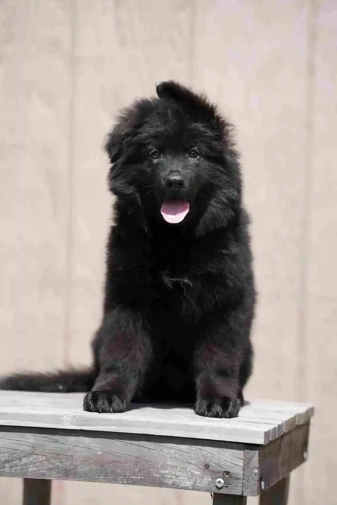 126 11Zon 93 11Zon 110 11Zon German Shepherd puppy image by Royal Tribes K9 1736 in Philadelphia, Pennsylvania