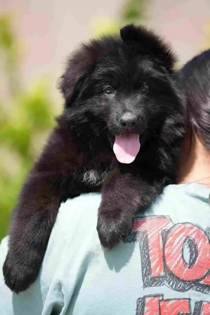 133 11Zon 97 11Zon 18 11Zon German Shepherd puppy image by Royal Tribes K9 1518 in St. Louis, Missouri