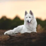 Mountain Wolves Argentina JAMIE LANNISTER German Shepherd sire puppy profile image 13 for Royal Tribes K9 pedigree content