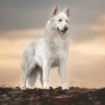 Mountain Wolves Argentina JAMIE LANNISTER German Shepherd sire standing portrait 04 for Royal Tribes K9 pedigree content