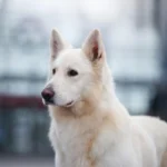 Mountain Wolves Argentina JAMIE LANNISTER German Shepherd sire puppy profile image 05 for Royal Tribes K9 pedigree content