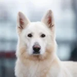 Mountain Wolves Argentina JAMIE LANNISTER German Shepherd sire clean website photo 06 for Royal Tribes K9 pedigree content