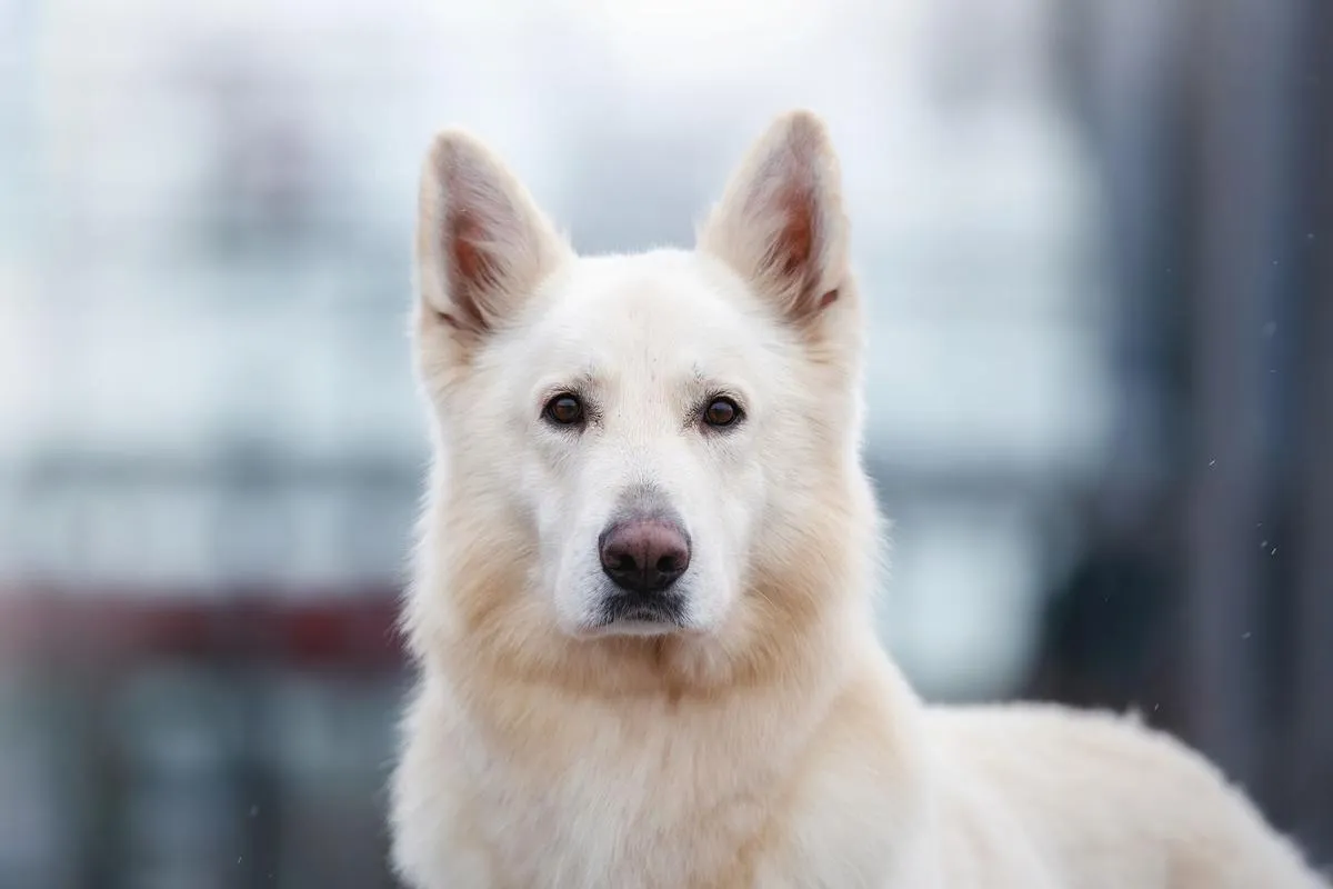 Adult white German Shepherd head portrait outdoors