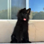 Inferno RTK9 Team ( Male) Full Black Long Coat German Shepherd Puppy gallery image 02 by Royal Tribes K9