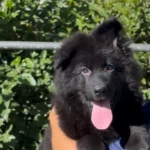 Black Female (08D24) Long Coat German Shepherd Puppy standing portrait 04 by Royal Tribes K9