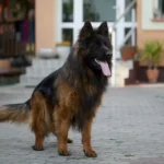 BEJ Borawska Zagroda German Shepherd sire breed profile photo 07 for Royal Tribes K9 pedigree content