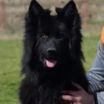 Amidor & Nika Long Coat German Shepherd Puppy profile photo 01 by Royal Tribes K9