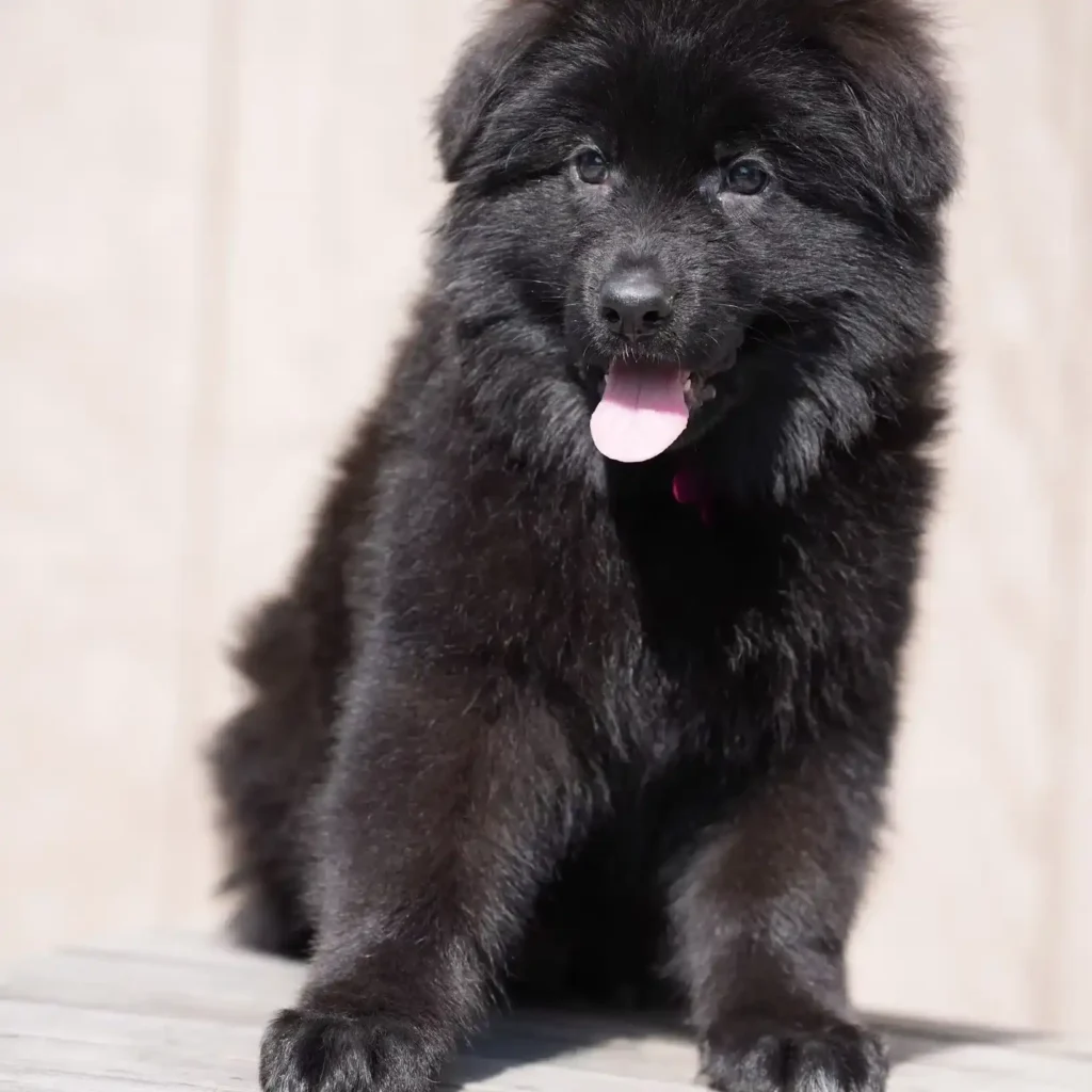 Black Male (Pink) Long Coat German Shepherd Puppy standing portrait 04 by Royal Tribes K9 in Miami, Florida