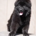 Black Male (Pink) Long Coat German Shepherd Puppy standing portrait 04 by Royal Tribes K9