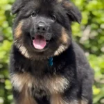 Black and Red Male Long Coat German Shepherd Puppy gallery image 02 by Royal Tribes K9
