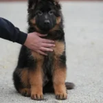 Black and Red - Male - (Import) Black and Tan Long Coat German Shepherd Puppy gallery image 02 by Royal Tribes K9