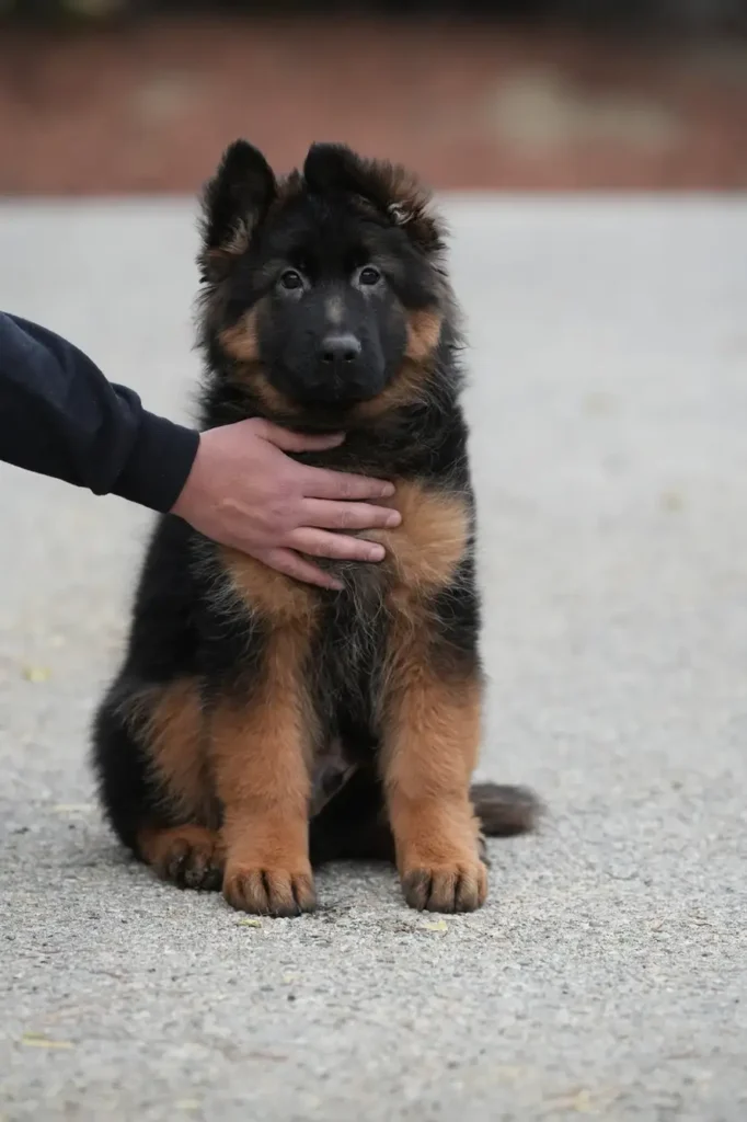 Black and Red Male (Import) Black and Tan Long Coat German Shepherd Puppy gallery image 02 by Royal Tribes K9 in Augusta