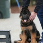 Black and Red - Male - (Import) Black and Tan Long Coat German Shepherd Puppy coat detail photo 03 by Royal Tribes K9