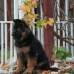 Black and Red - Male - (Import) Black and Tan Long Coat German Shepherd Puppy breed profile photo 07 by Royal Tribes K9