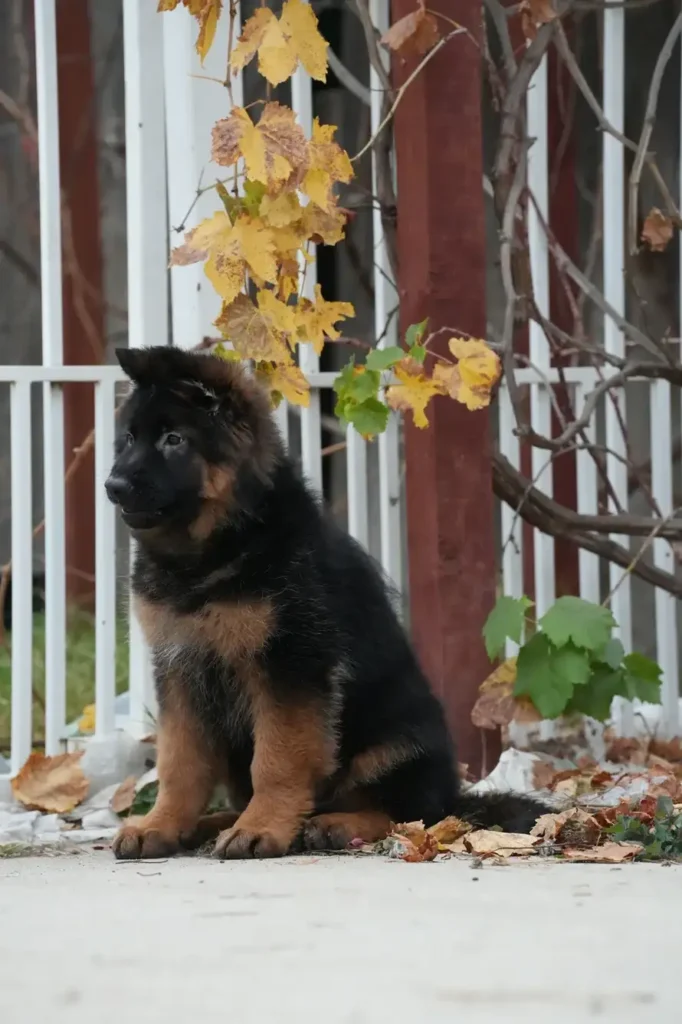 German Shepherd portrait used for puppy pickup and delivery guidance to Baltimore, Texas.