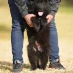 Male Full Black Import (Ax) Full Black Long Coat German Shepherd Puppy profile photo 09 by Royal Tribes K9