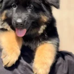 Black and Red Male Long Coat German Shepherd Puppy coat detail photo 03 by Royal Tribes K9