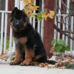 Black and Red - Male - (Import) Black and Tan Long Coat German Shepherd Puppy standing portrait 04 by Royal Tribes K9