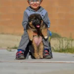 Black and Red Female (03B24) Long Coat German Shepherd Puppy gallery image 02 by Royal Tribes K9