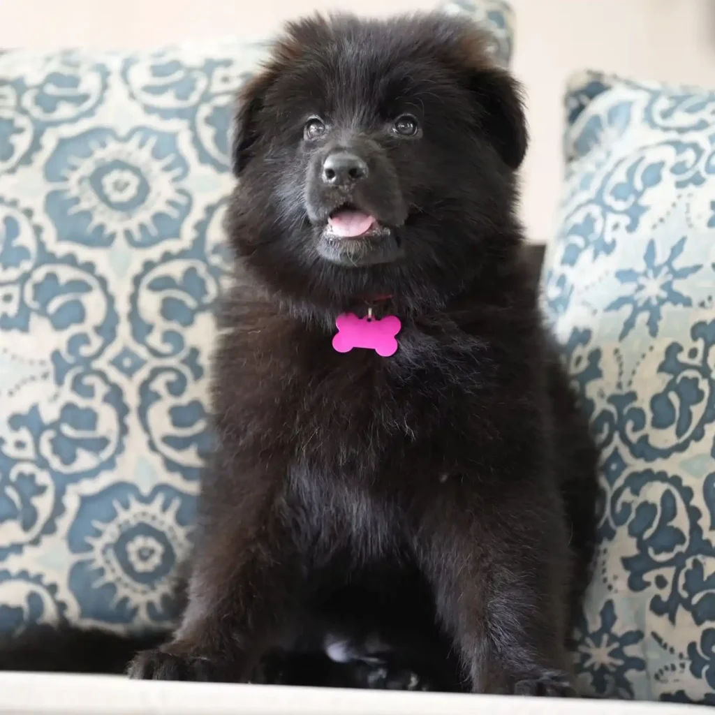 Black Male (Pink) Long Coat German Shepherd Puppy close up image 08 by Royal Tribes K9 in Barrington, Maryland