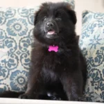 Black Male (Pink) Long Coat German Shepherd Puppy close-up image 08 by Royal Tribes K9
