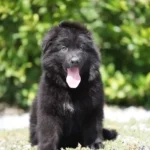 Black male (white) Long Coat German Shepherd Puppy coat detail photo 03 by Royal Tribes K9