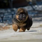 Black and Red Male (03B24) Long Coat German Shepherd Puppy standing portrait 04 by Royal Tribes K9