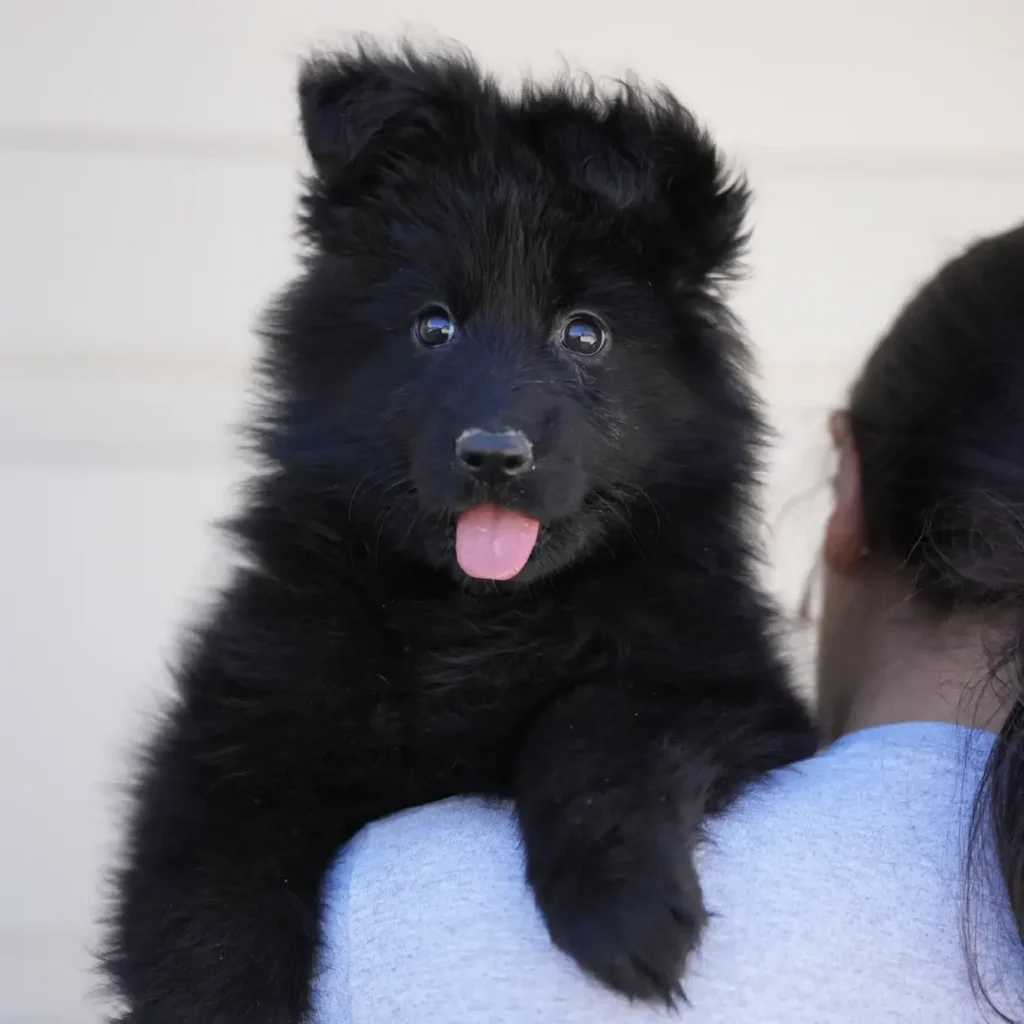 Fendi RTK9 Team Full Black Long Coat German Shepherd Puppy coat detail photo 03 by Royal Tribes K9