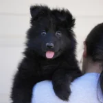 Fendi RTK9 Team Full Black Long Coat German Shepherd Puppy coat detail photo 03 by Royal Tribes K9
