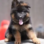 Black and Red Female (Yellow Tag) Long Coat German Shepherd Puppy puppy profile image 05 by Royal Tribes K9