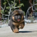 Black and Red Male (03B24) Long Coat German Shepherd Puppy puppy profile image 05 by Royal Tribes K9